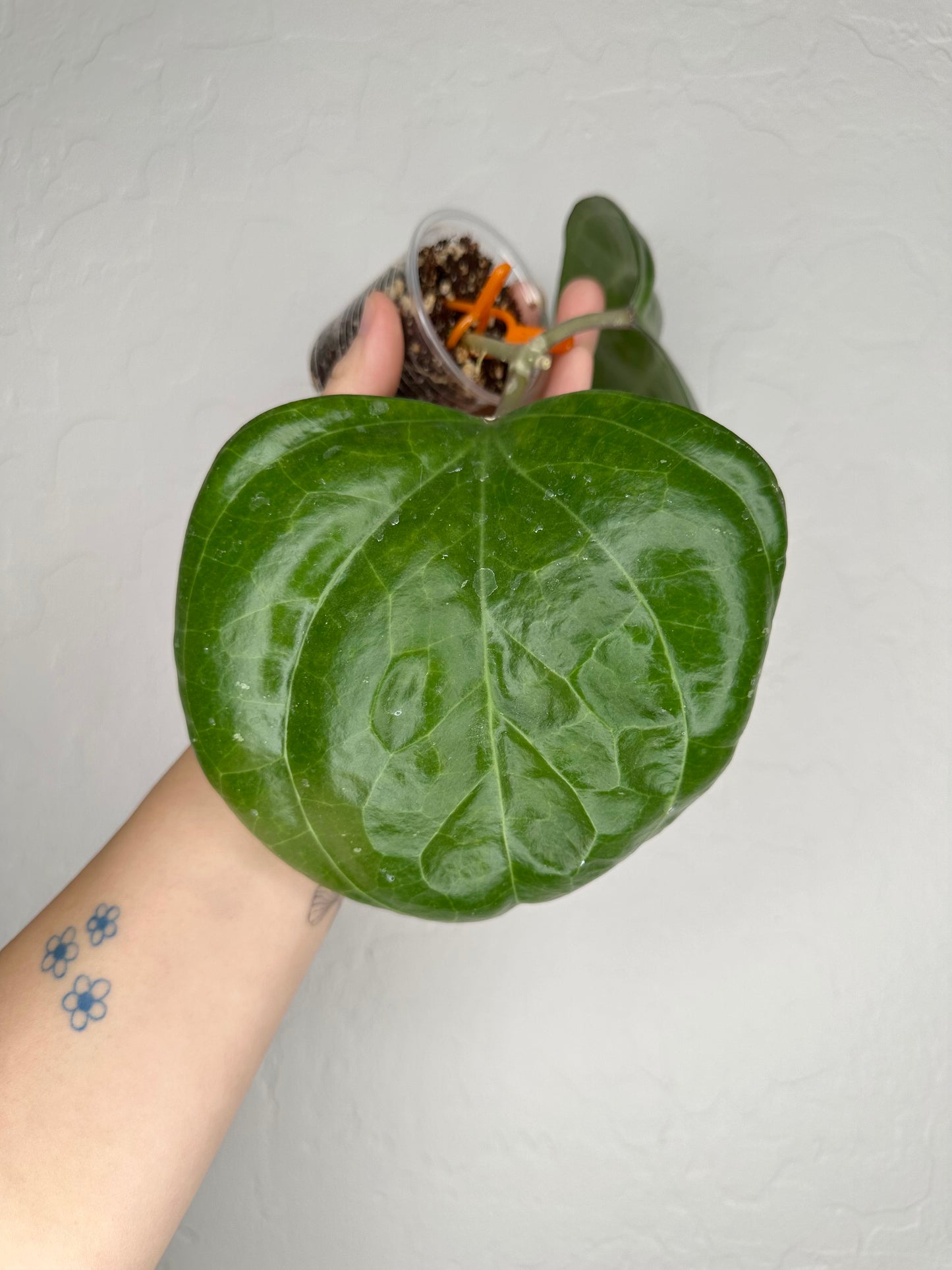 Hoya latifolia sp. Sarawak