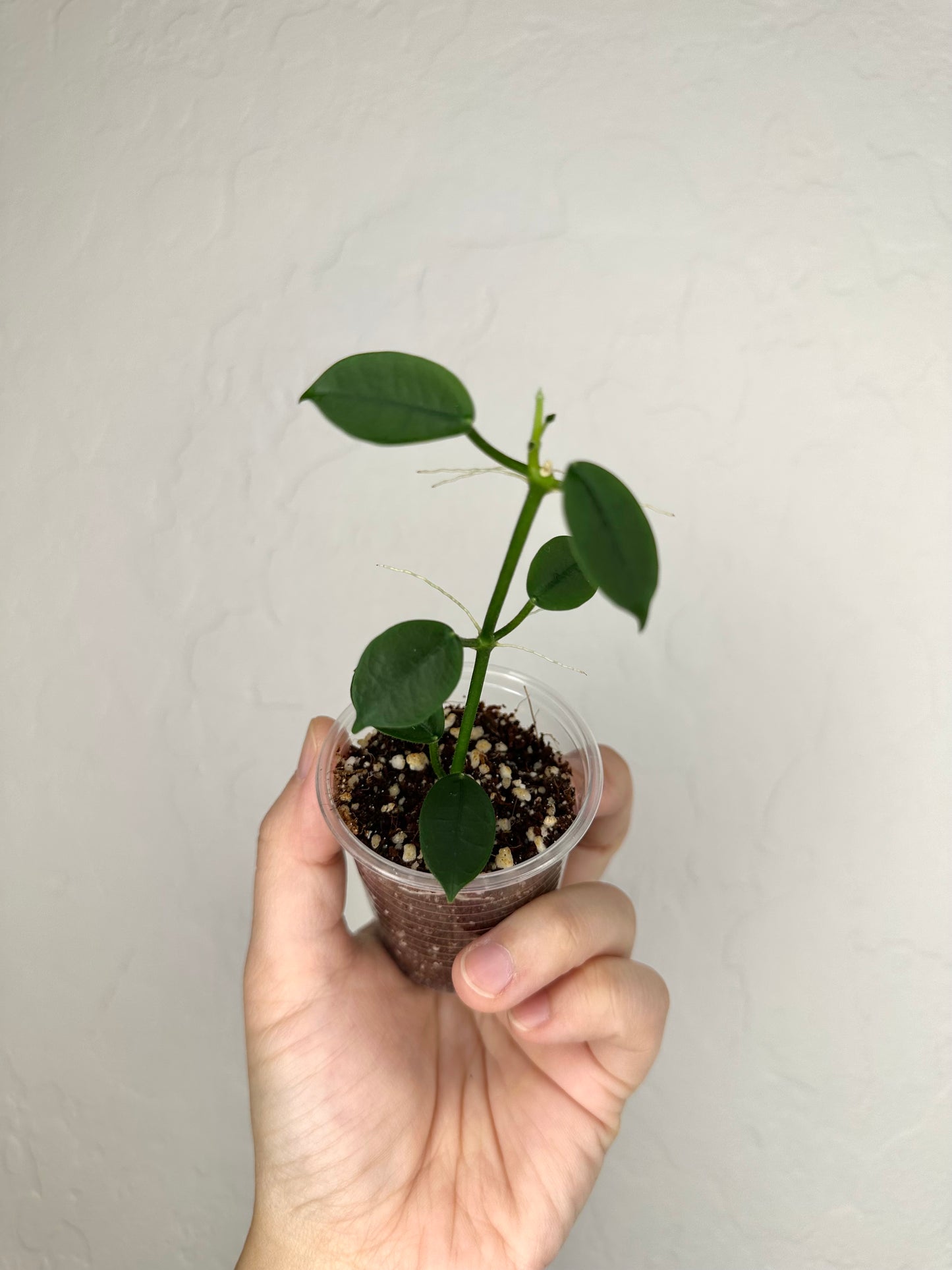 Hoya lithophytica