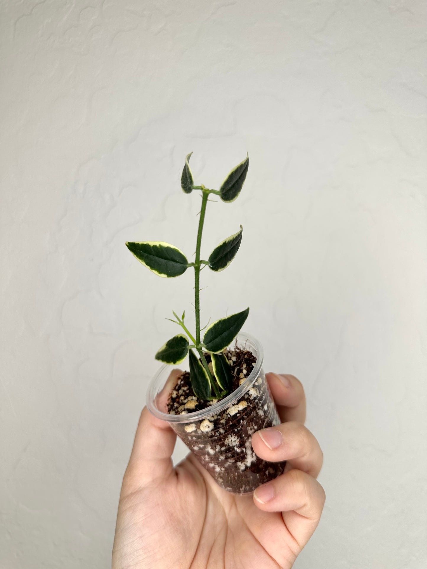 Hoya bella 'Anneke Buis'