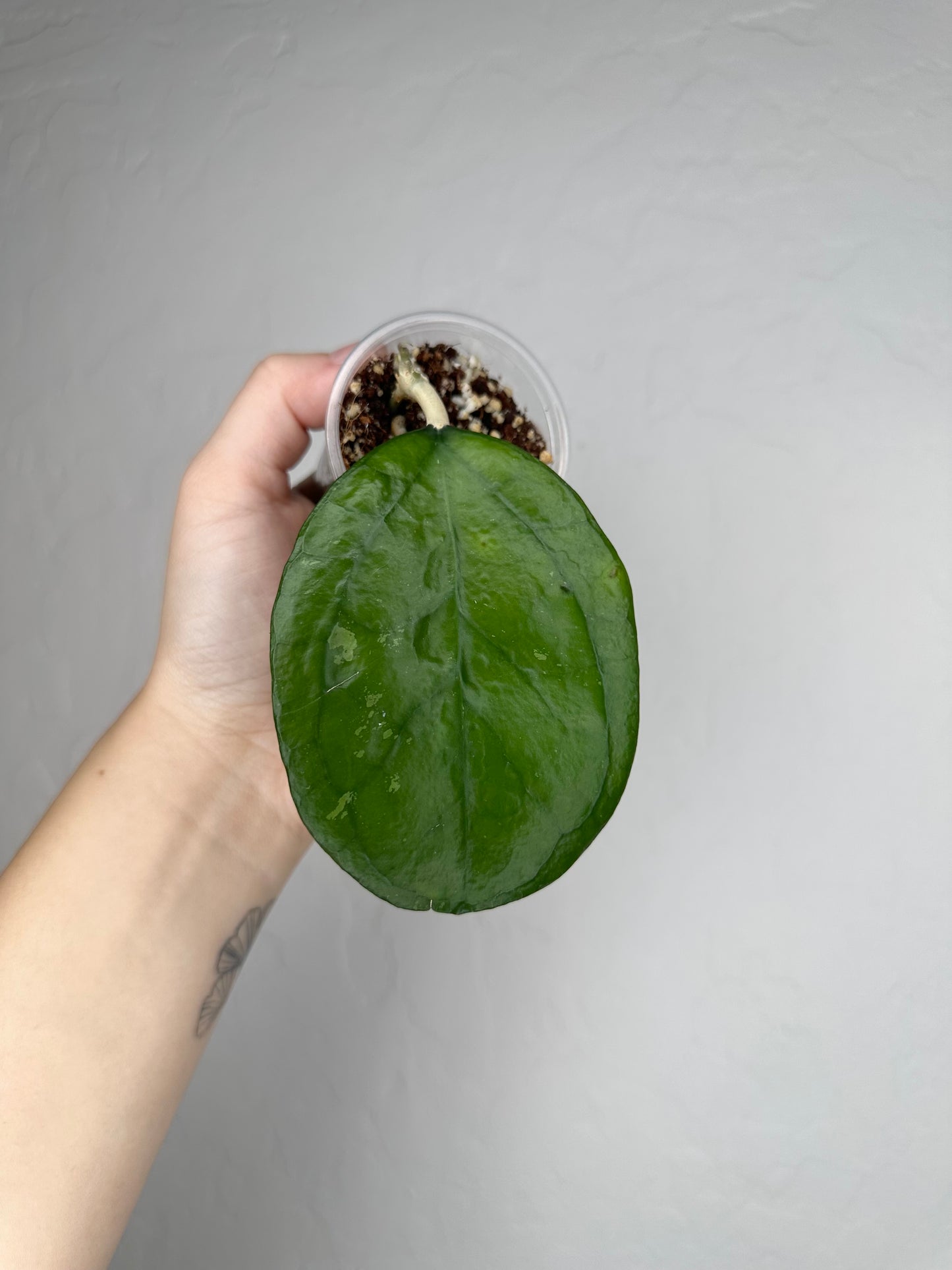 Hoya 'Ricardo' (Please Read Description)
