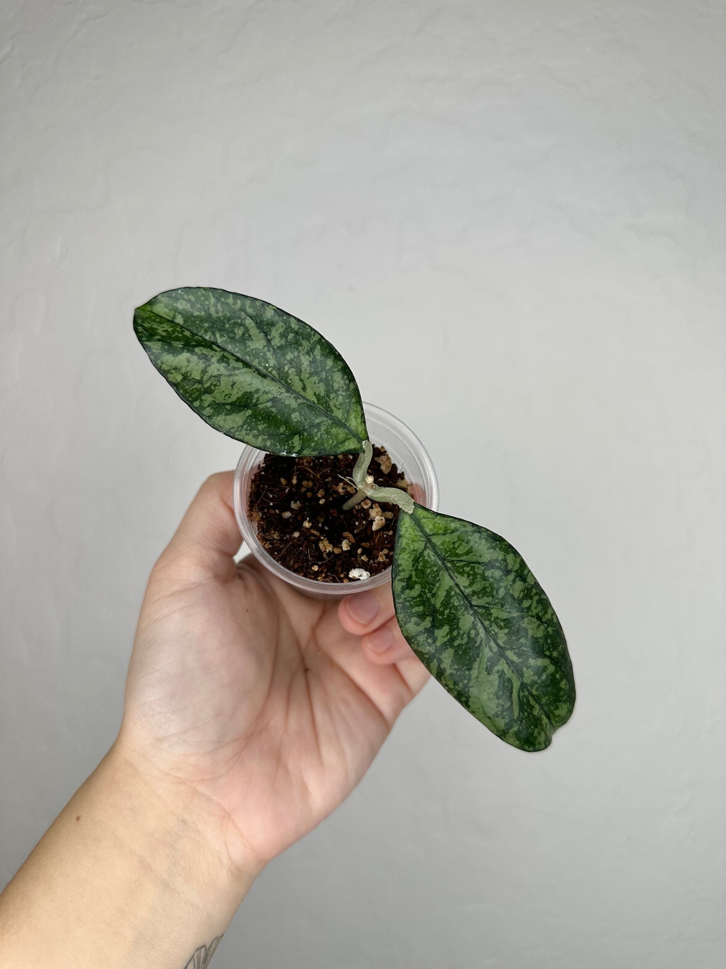 Hoya crassipetiolata (w/ splash)