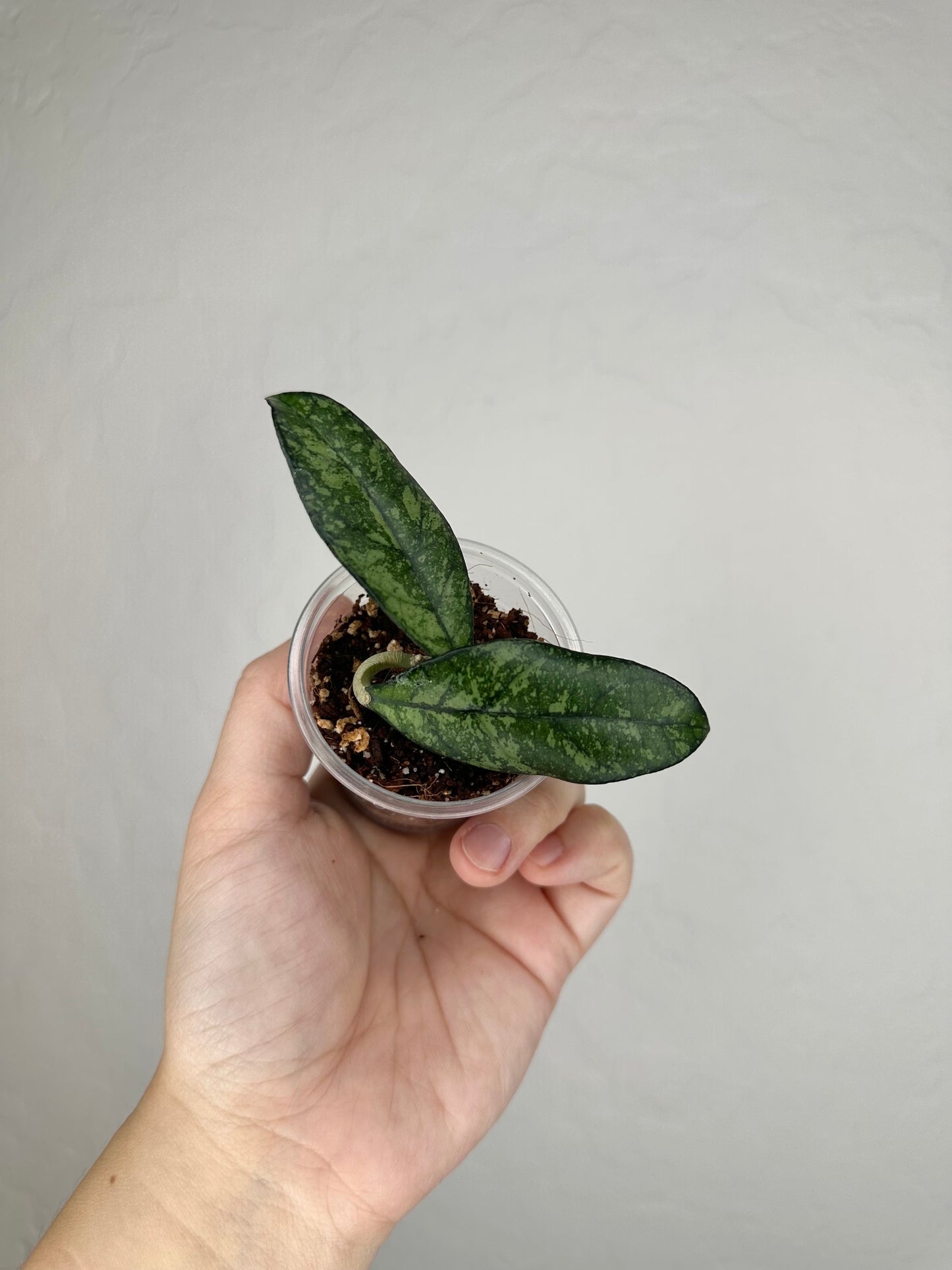 Hoya crassipetiolata (w/ splash)