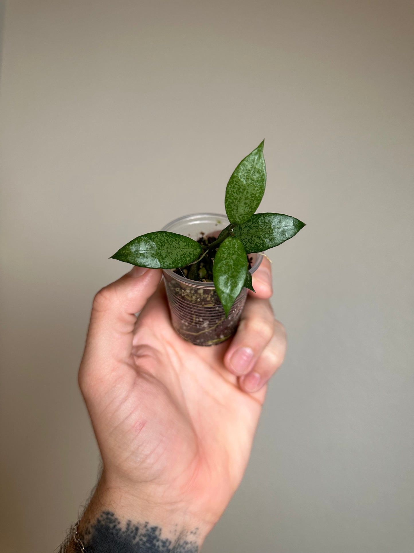 Hoya lacunosa 'White Pearl'