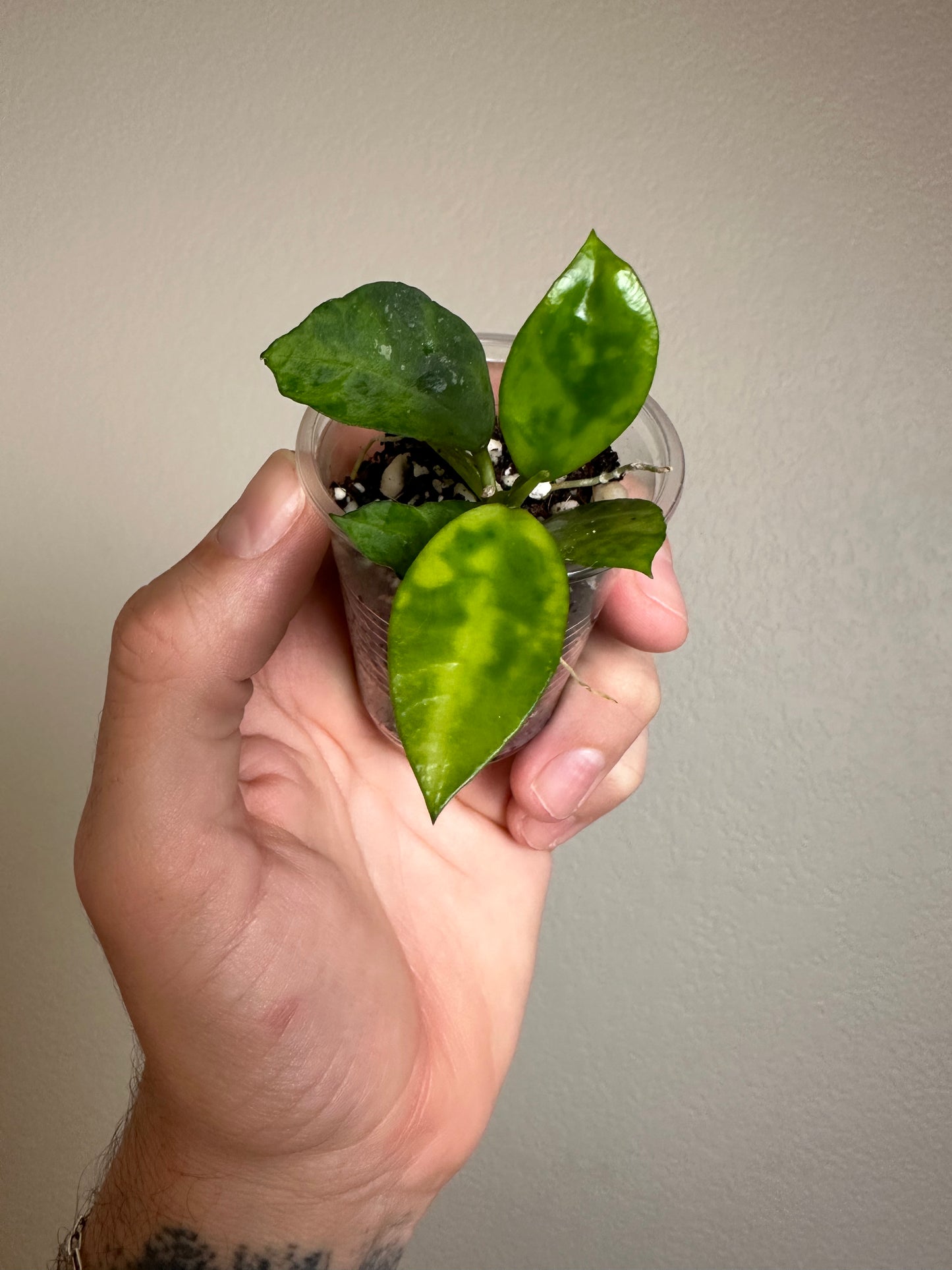 Hoya lacunosa 'Amarillo'