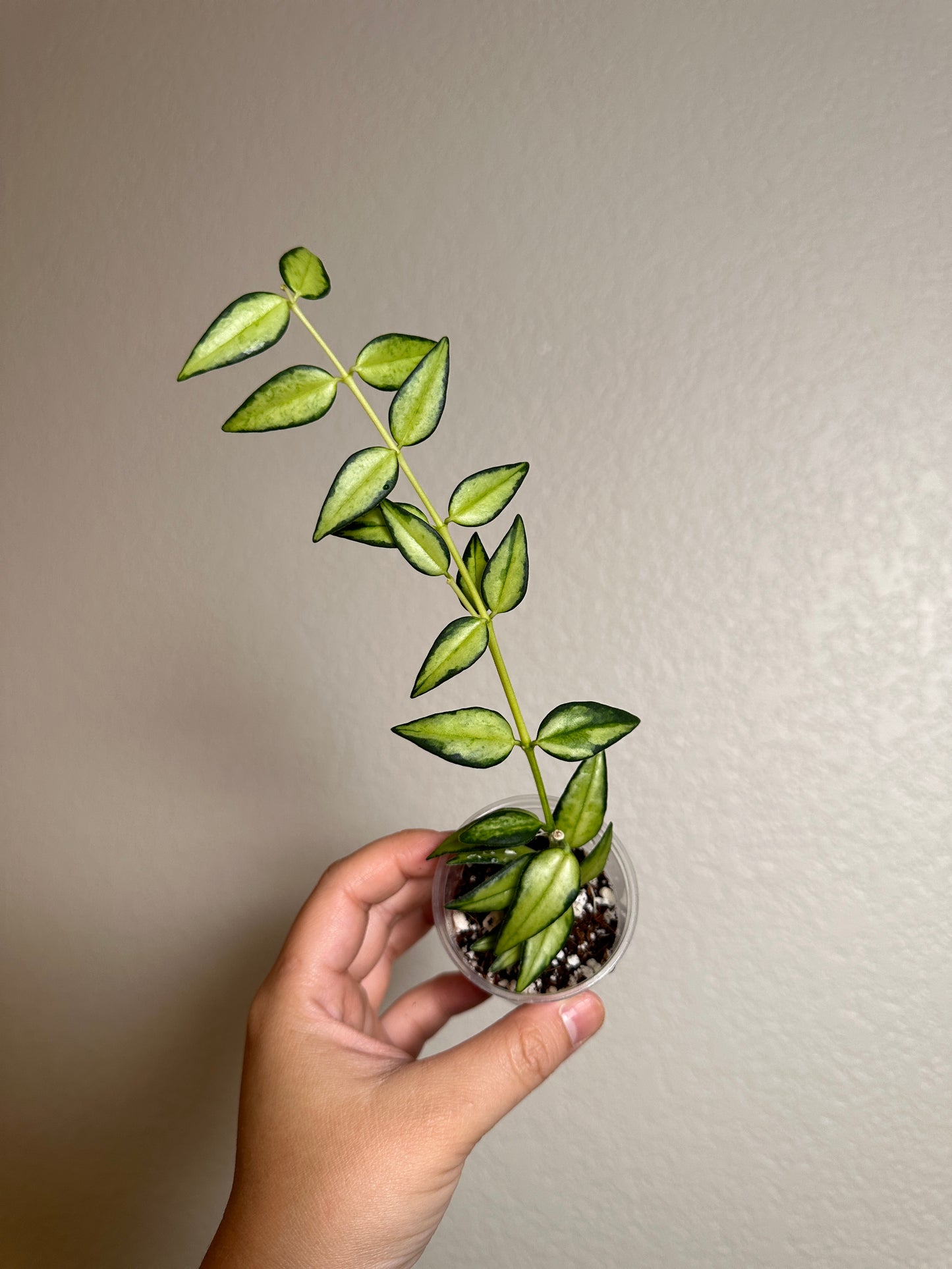Hoya bella 'Lida Buis'