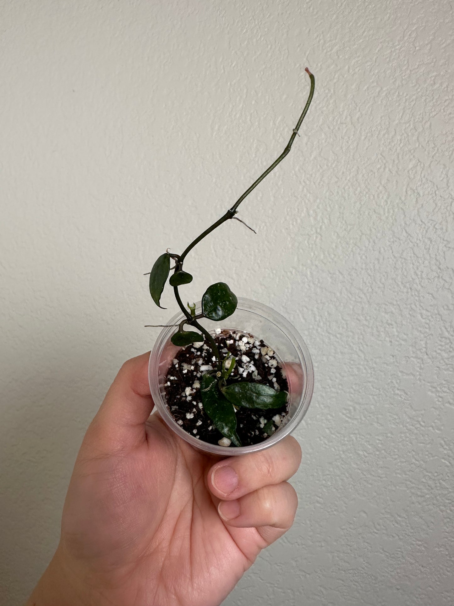 Hoya lacunosa (from Durian Perangin Waterfalls, Langkawi, Malaysia)