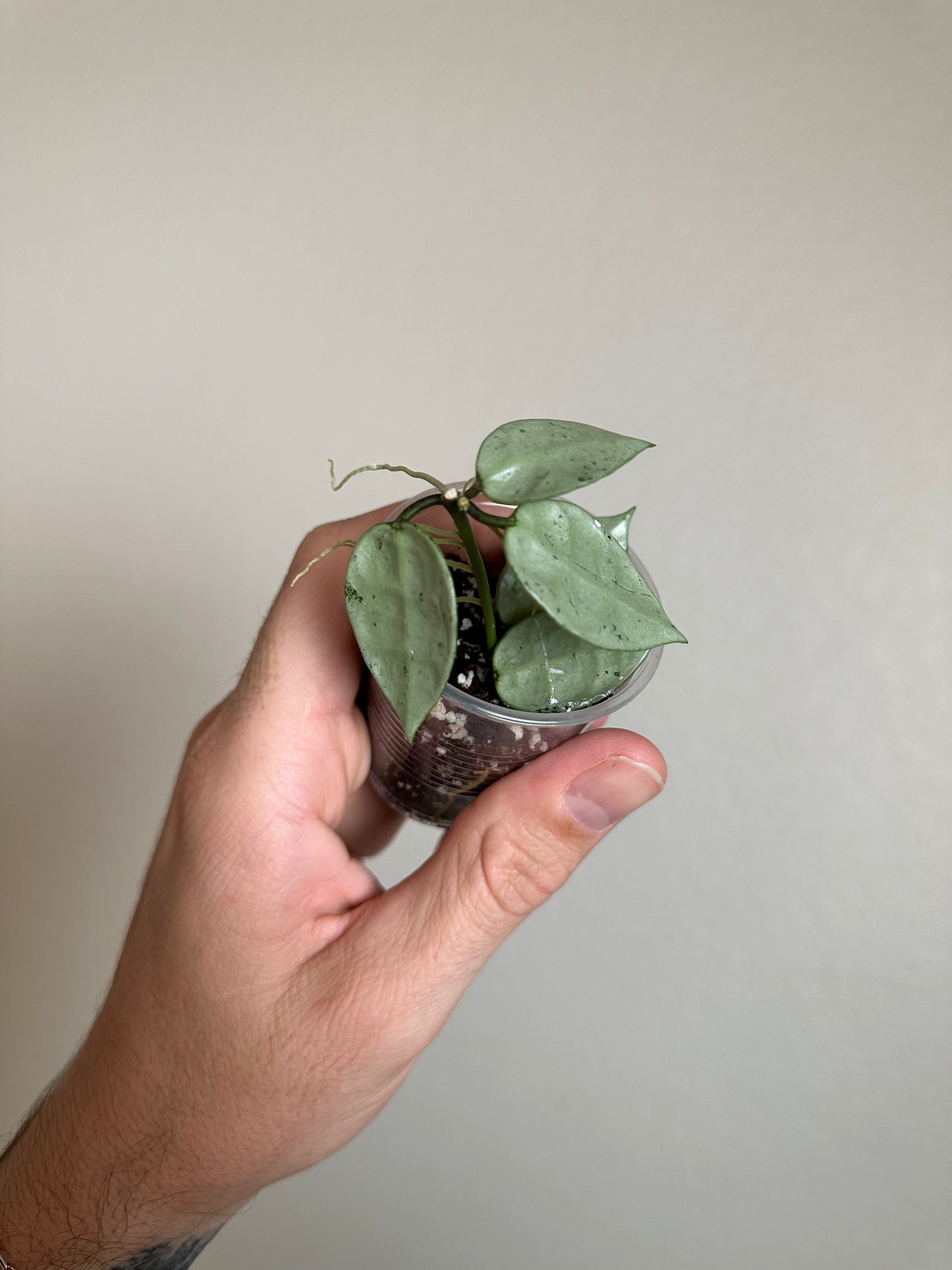 Hoya lacunosa (FN-13)