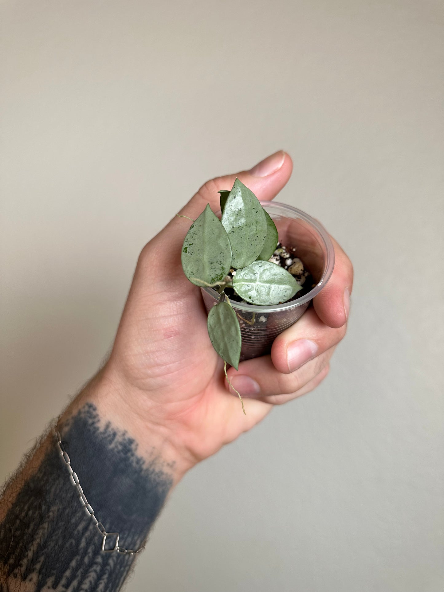 Hoya lacunosa (FN-13)
