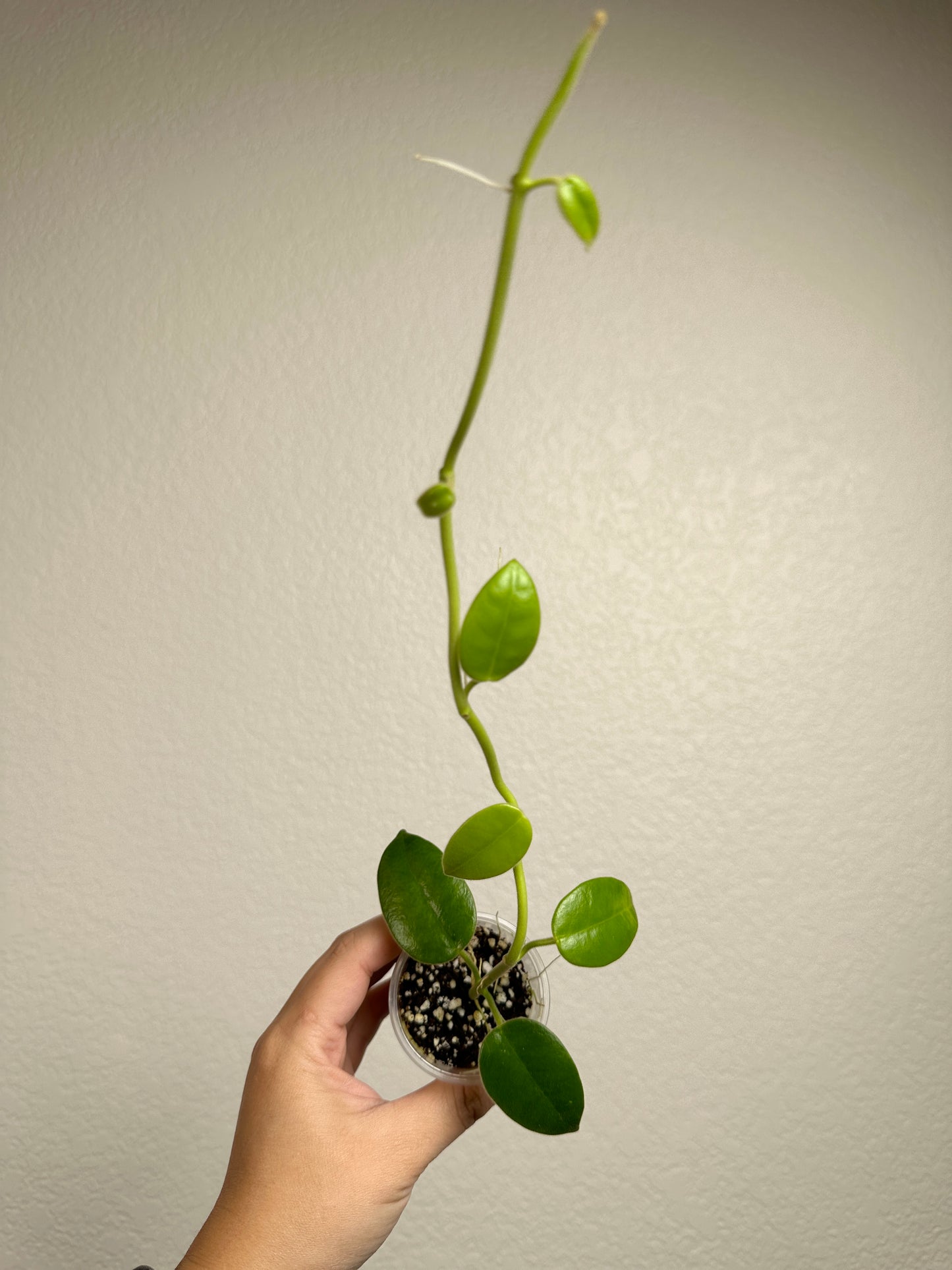 Hoya ciliata