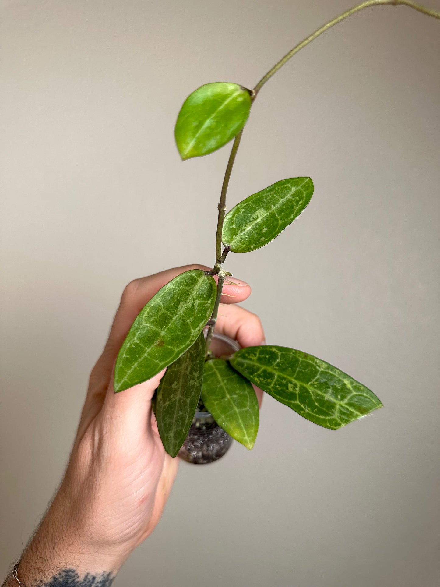 Hoya elliptica