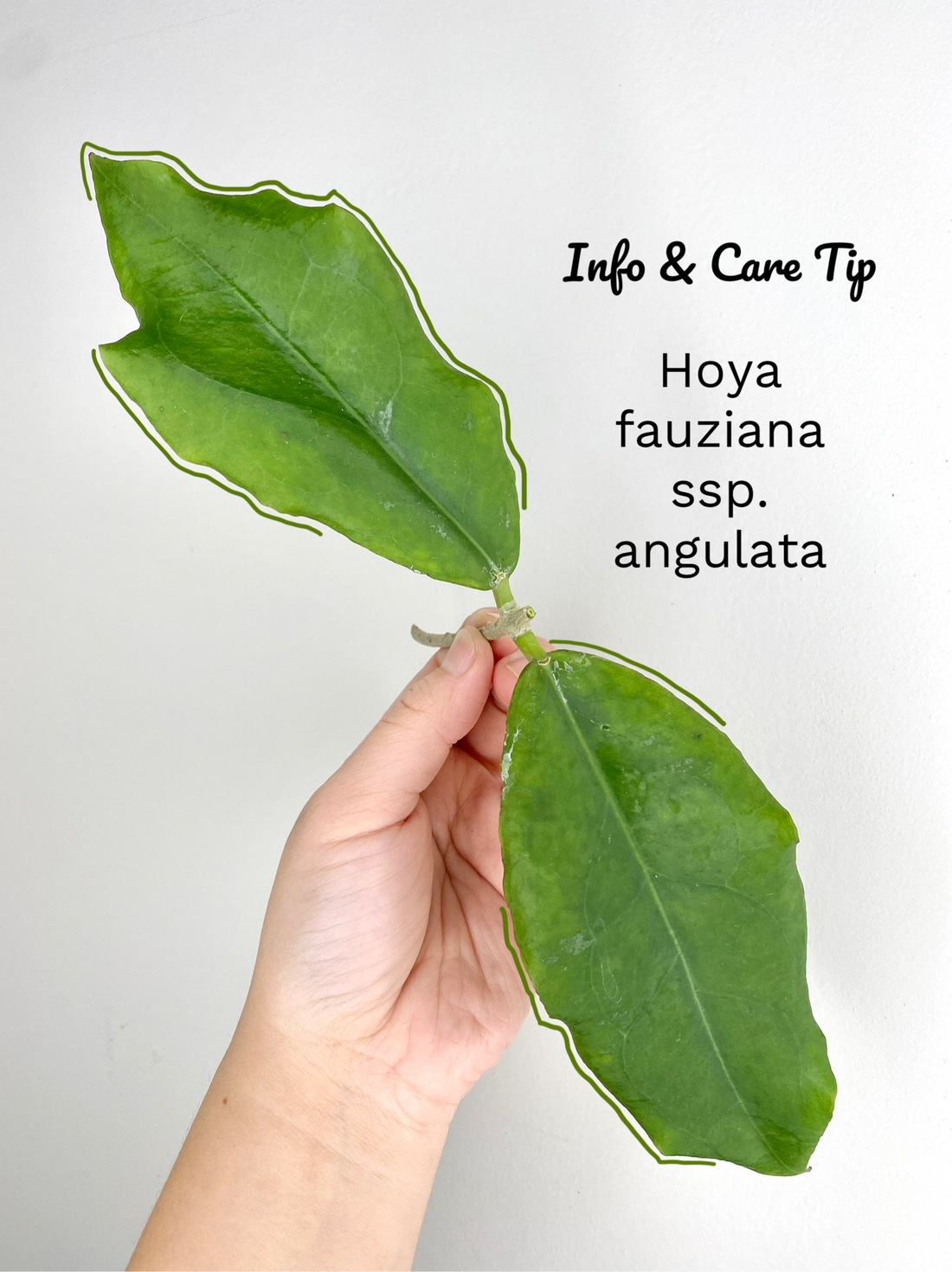 Hoya fauziana ssp. angulata
