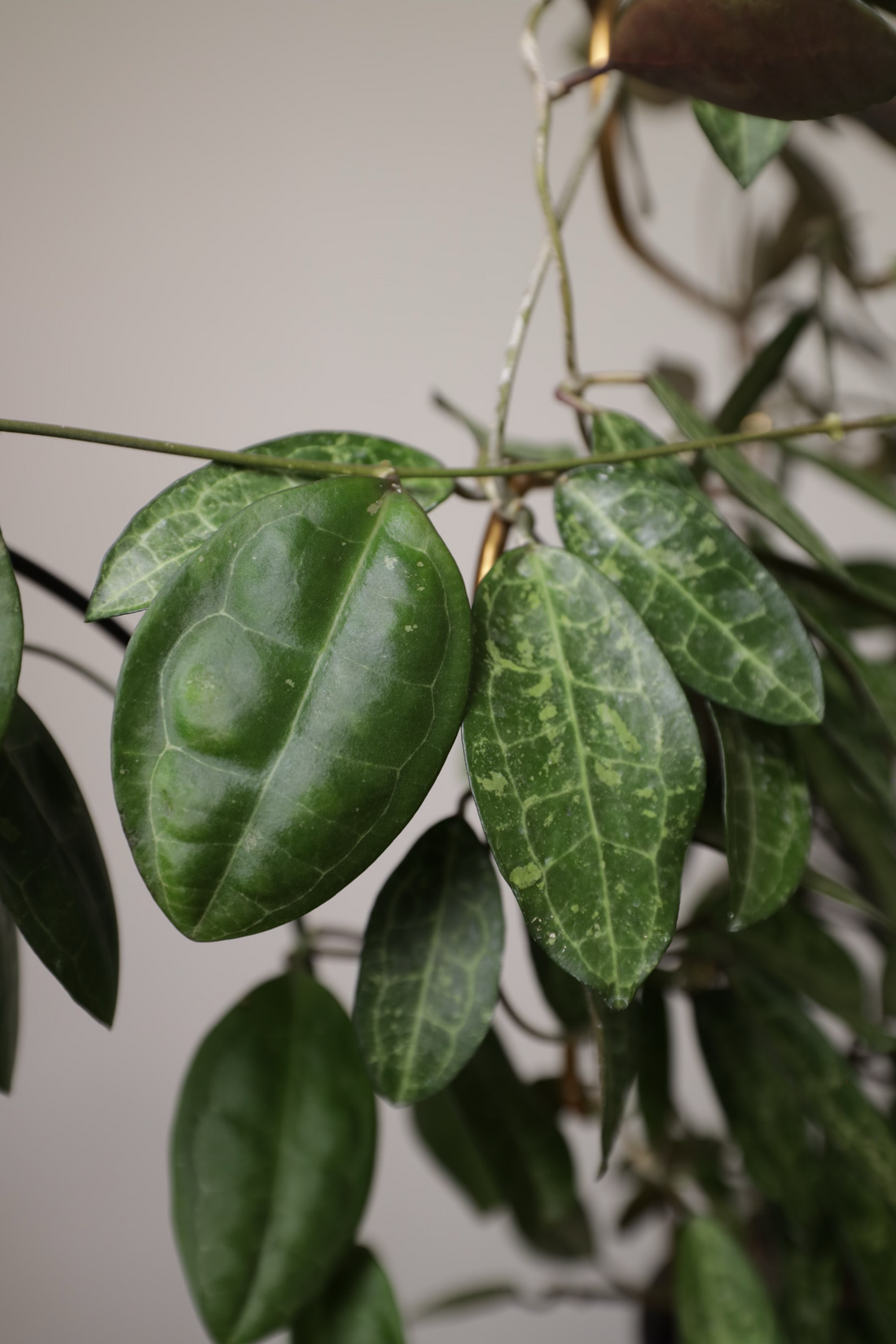 EPI 3: Let's Talk Hoya elliptica