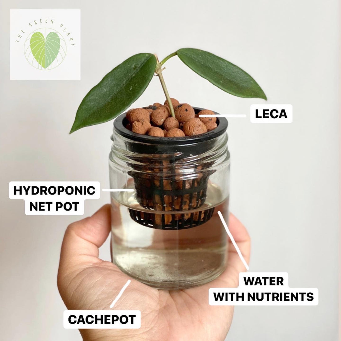 Growing with Leca