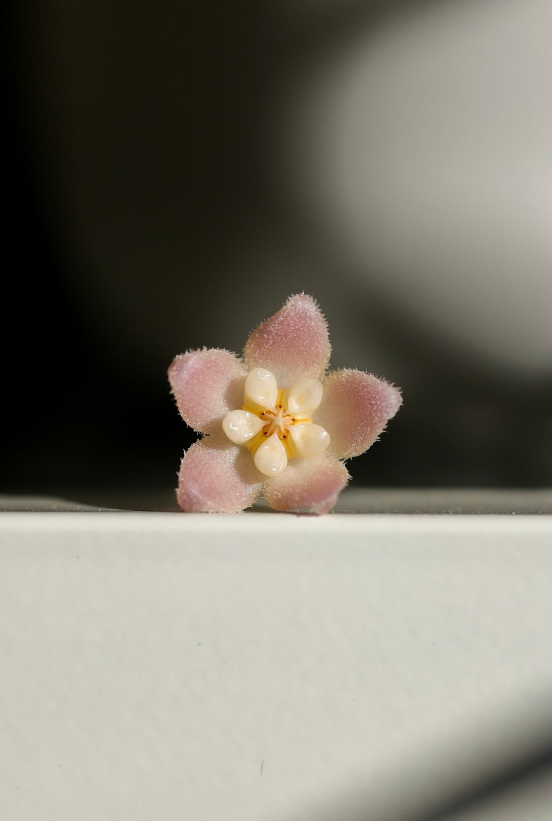 EPI. 14 Let's Talk Hoya Flowers
