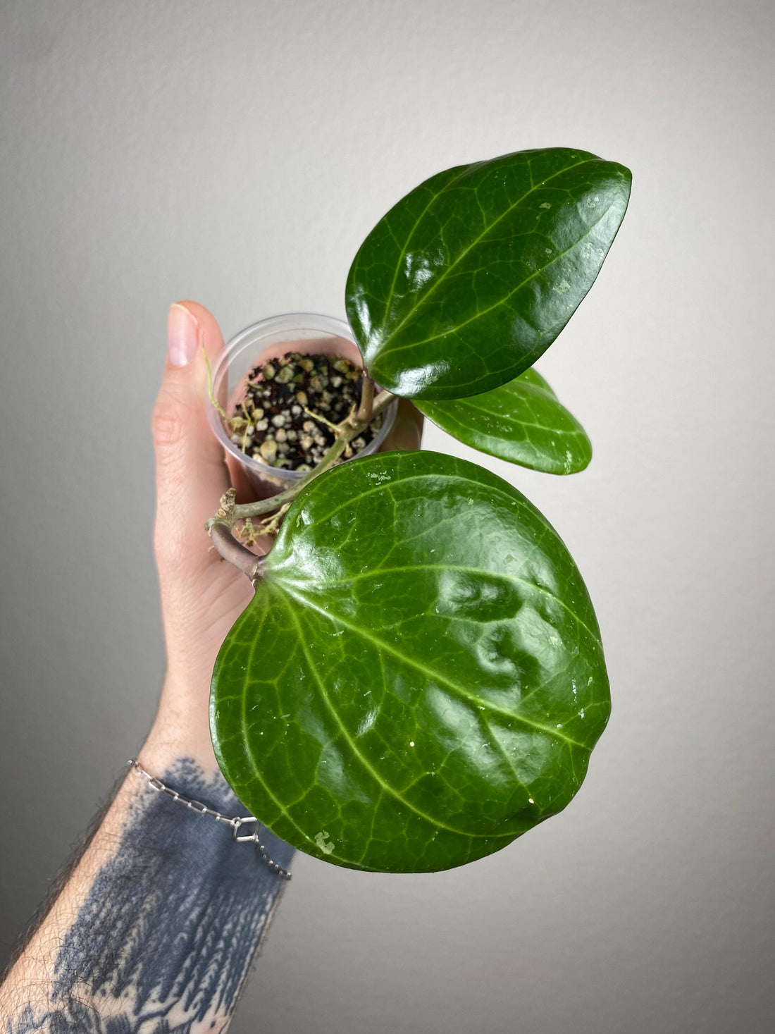 EPI. 26 Let's Talk Hoya latifolia & macrophylla