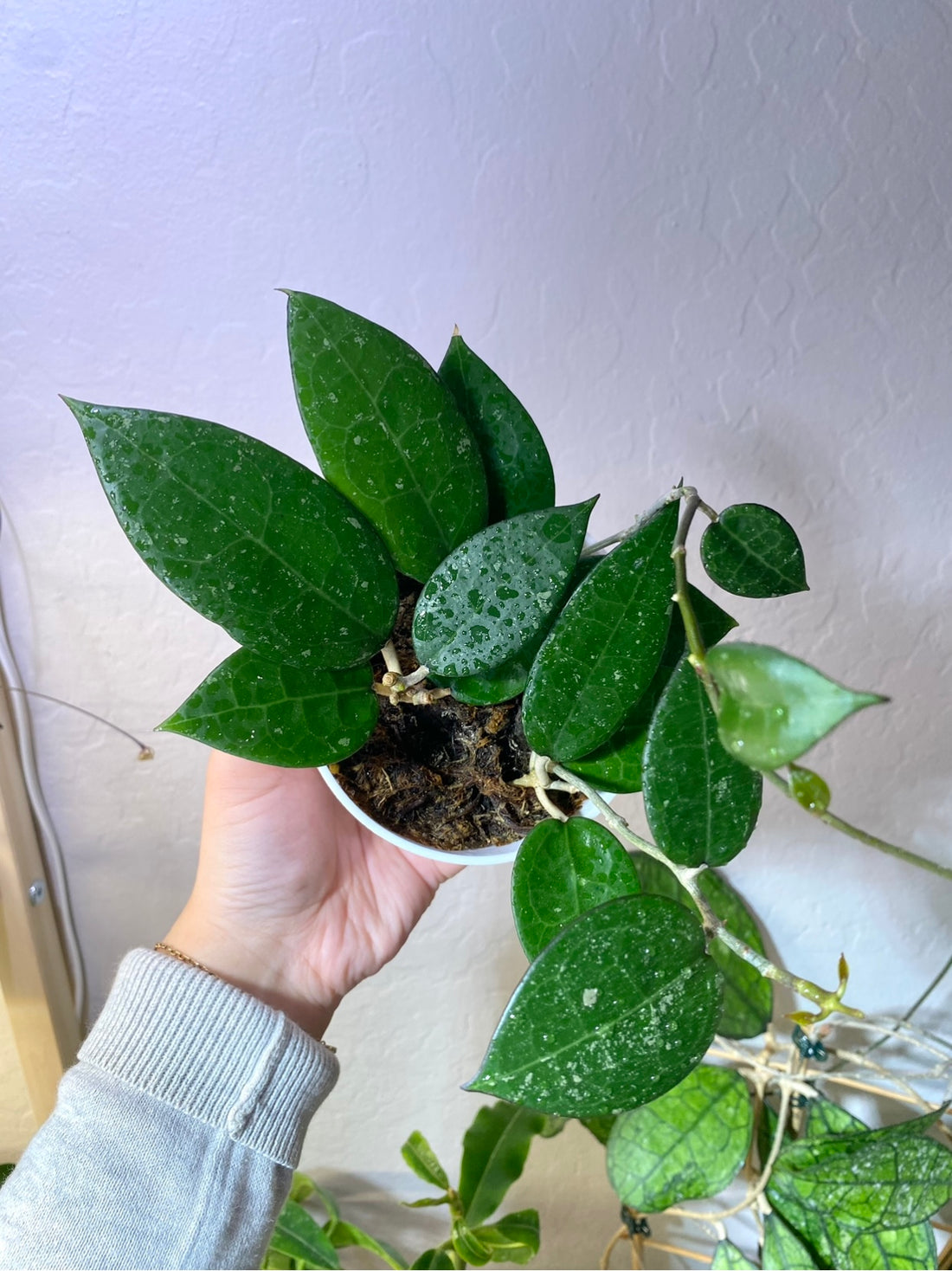EPI. 17 Let's Talk Hoya verticillata!