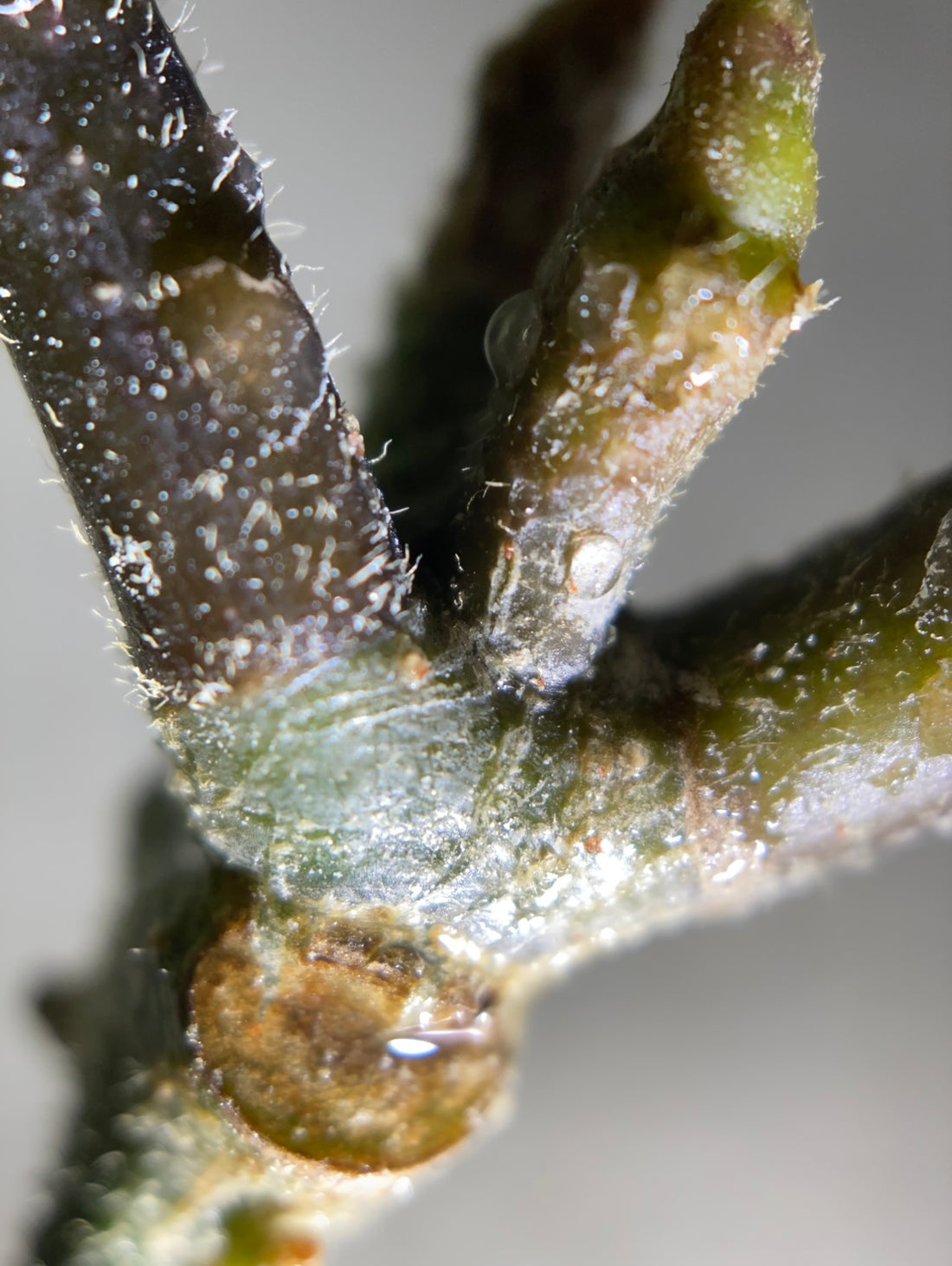 EPI 7: Let's Talk Hoya Pests.. the Good, the Bad and the Ugly