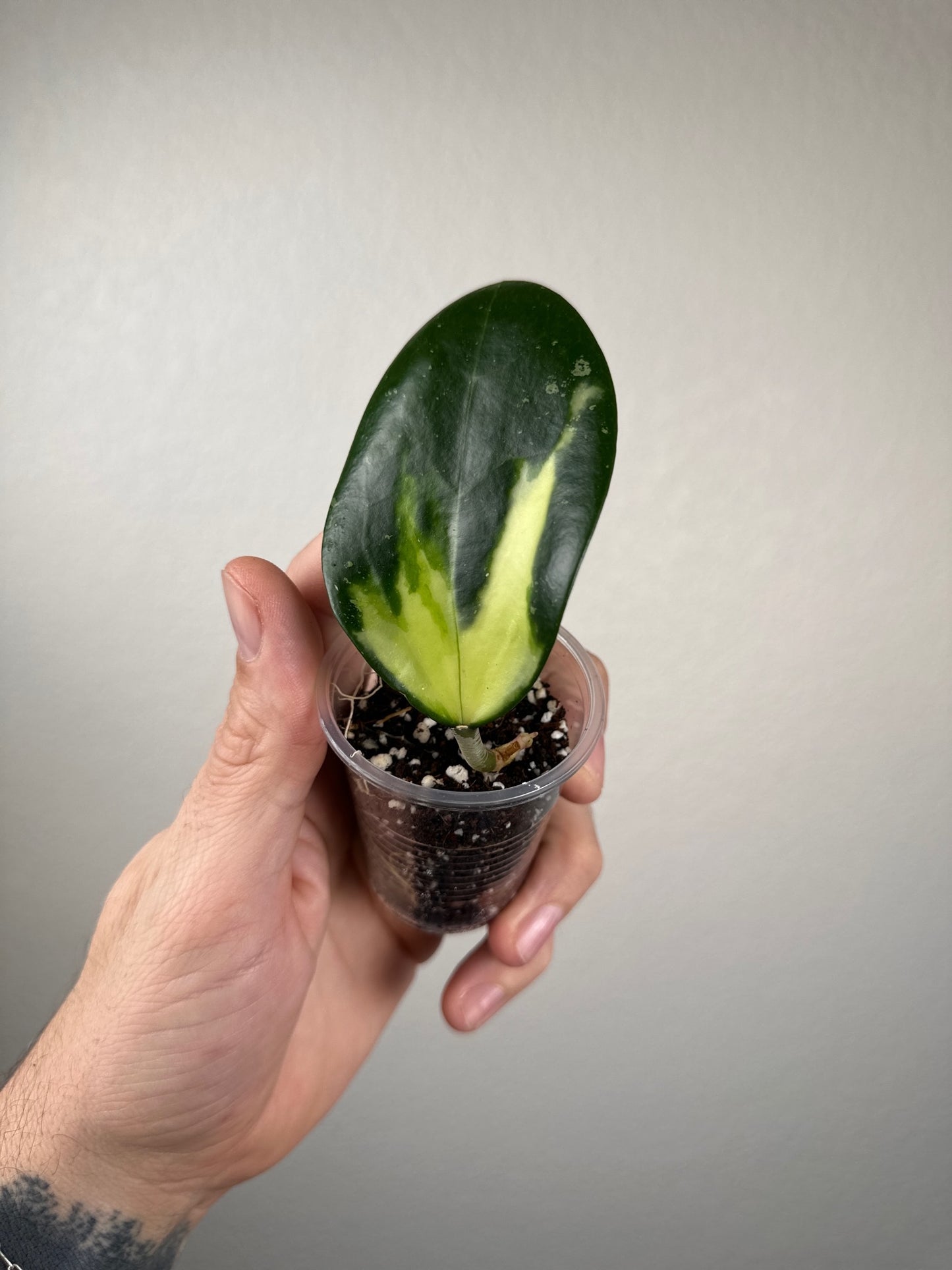 Hoya verticillata (inner-variegated)