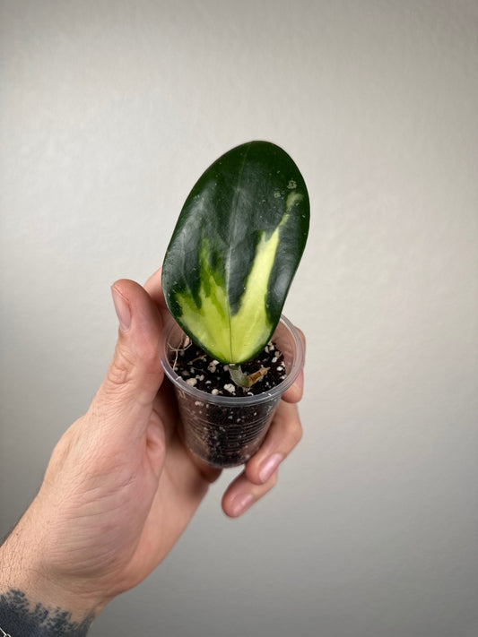 Hoya verticillata (inner-variegated)