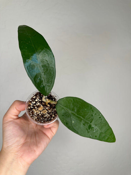 Hoya RHM-041 'Teardrop'