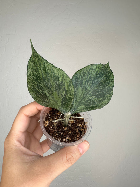 Hoya polyneura (Broget)