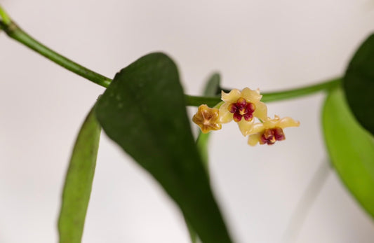 Hoya burmanica (polyneura complex)