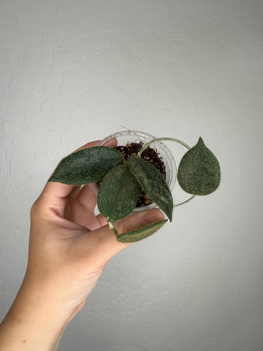 Hoya thomsonii