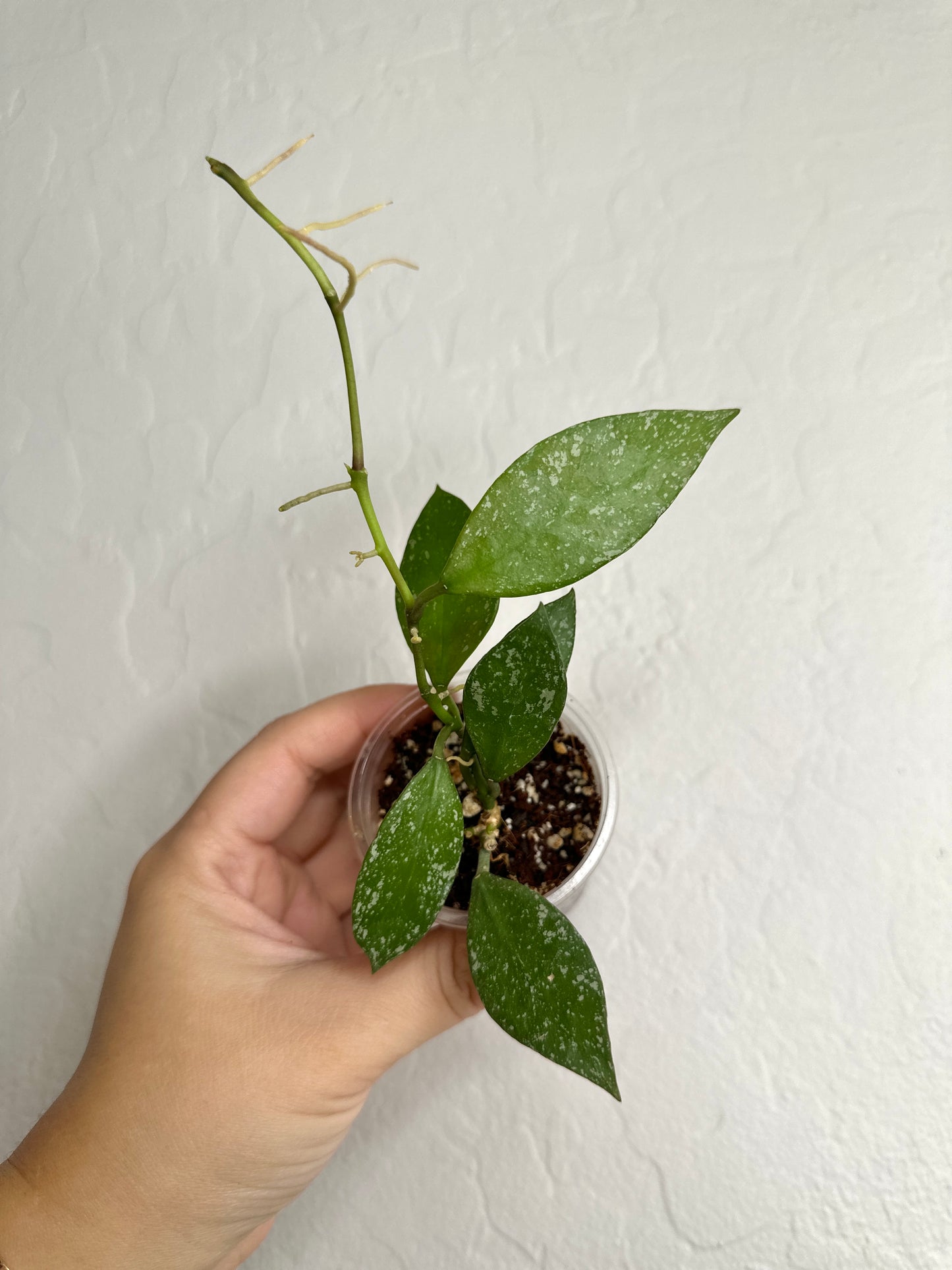 Hoya nabawanensis