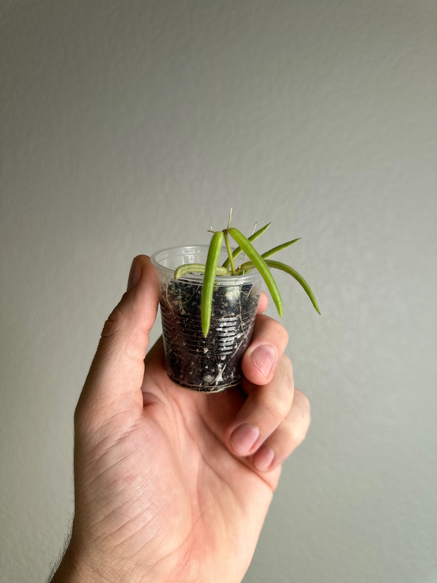 Hoya linearis