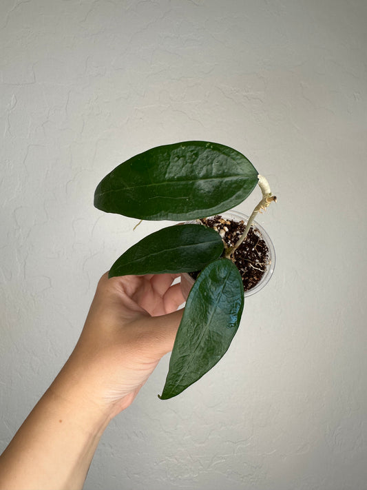 Hoya RHM-041 'Teardrop'