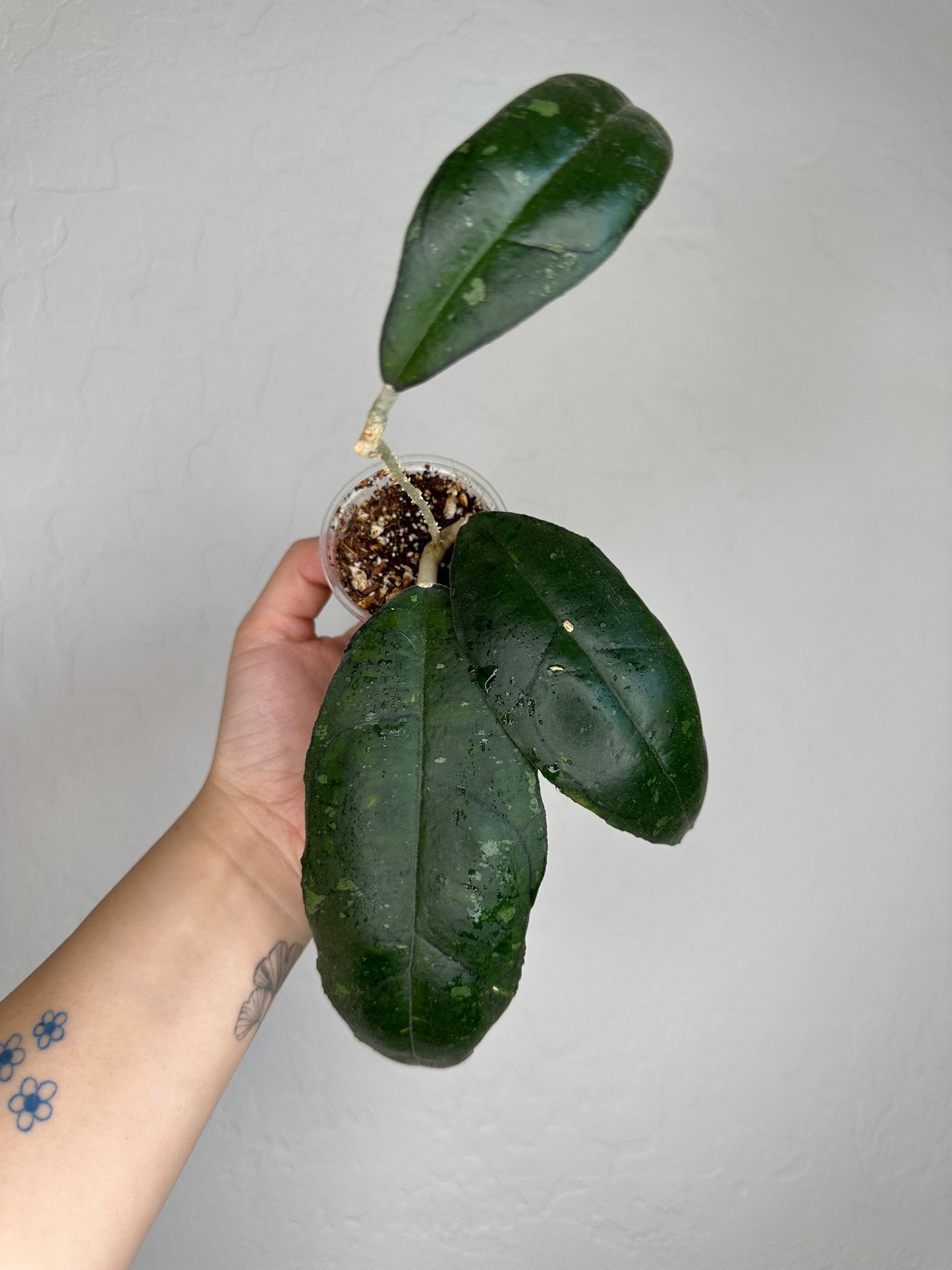 Hoya sp. Nong Nooch