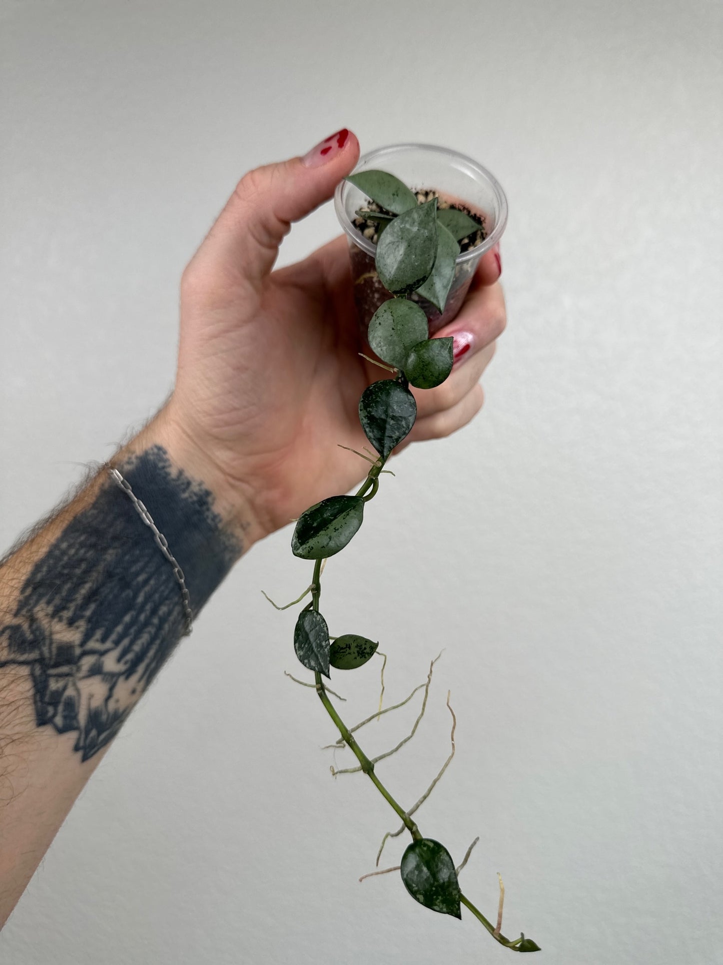 Hoya lacunosa silver (fka krohniana)