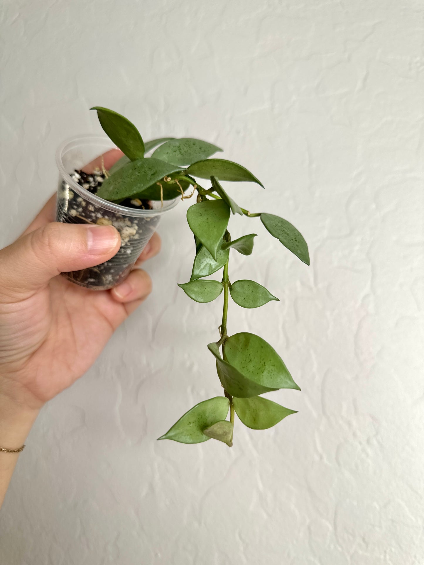 Hoya lacunosa sp. Indonesia (noid, silver) #4