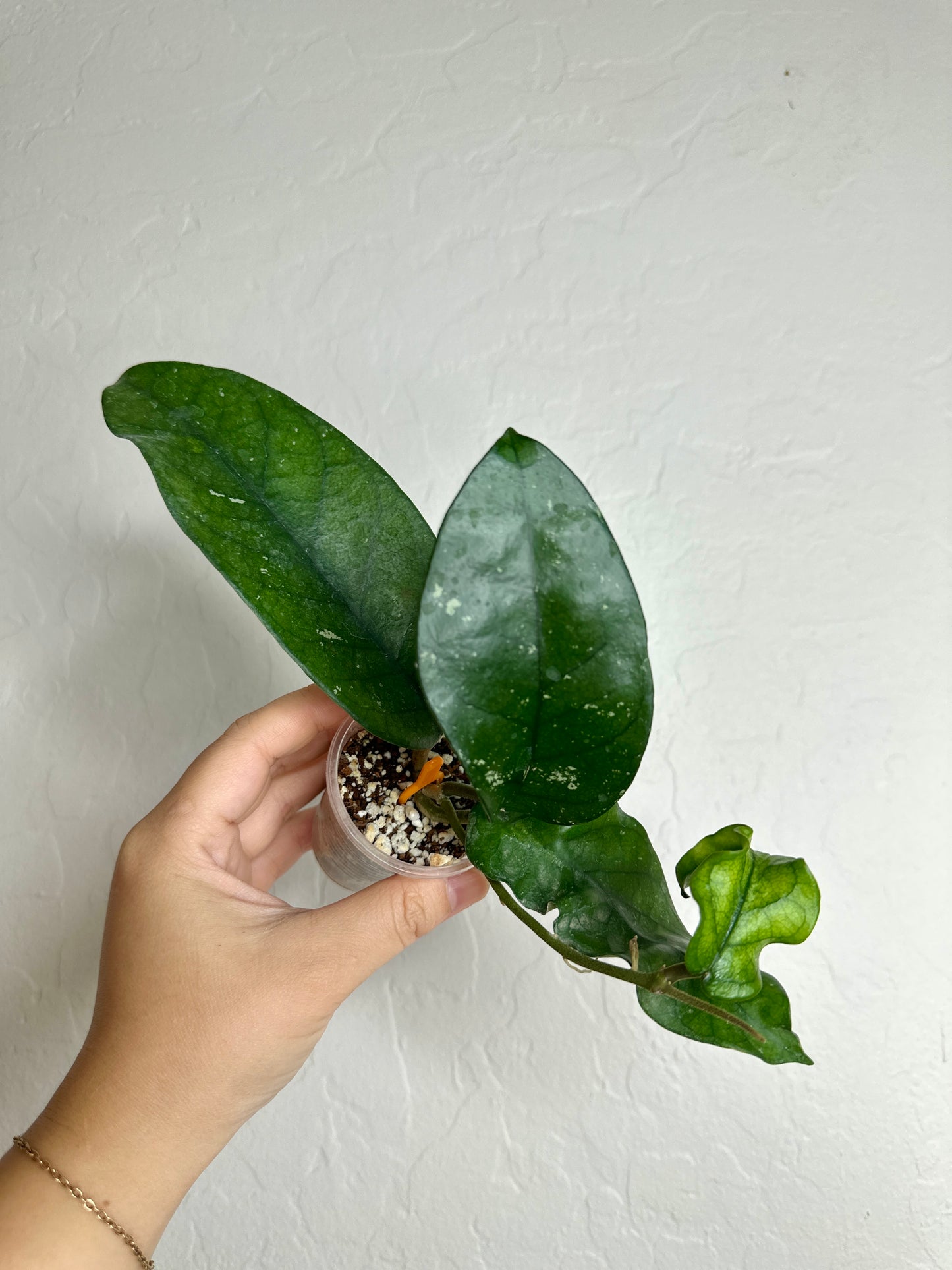 Hoya sp. Tam Dao