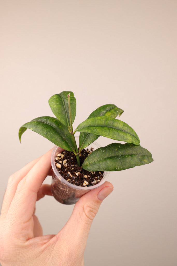 Hoya amicabilis