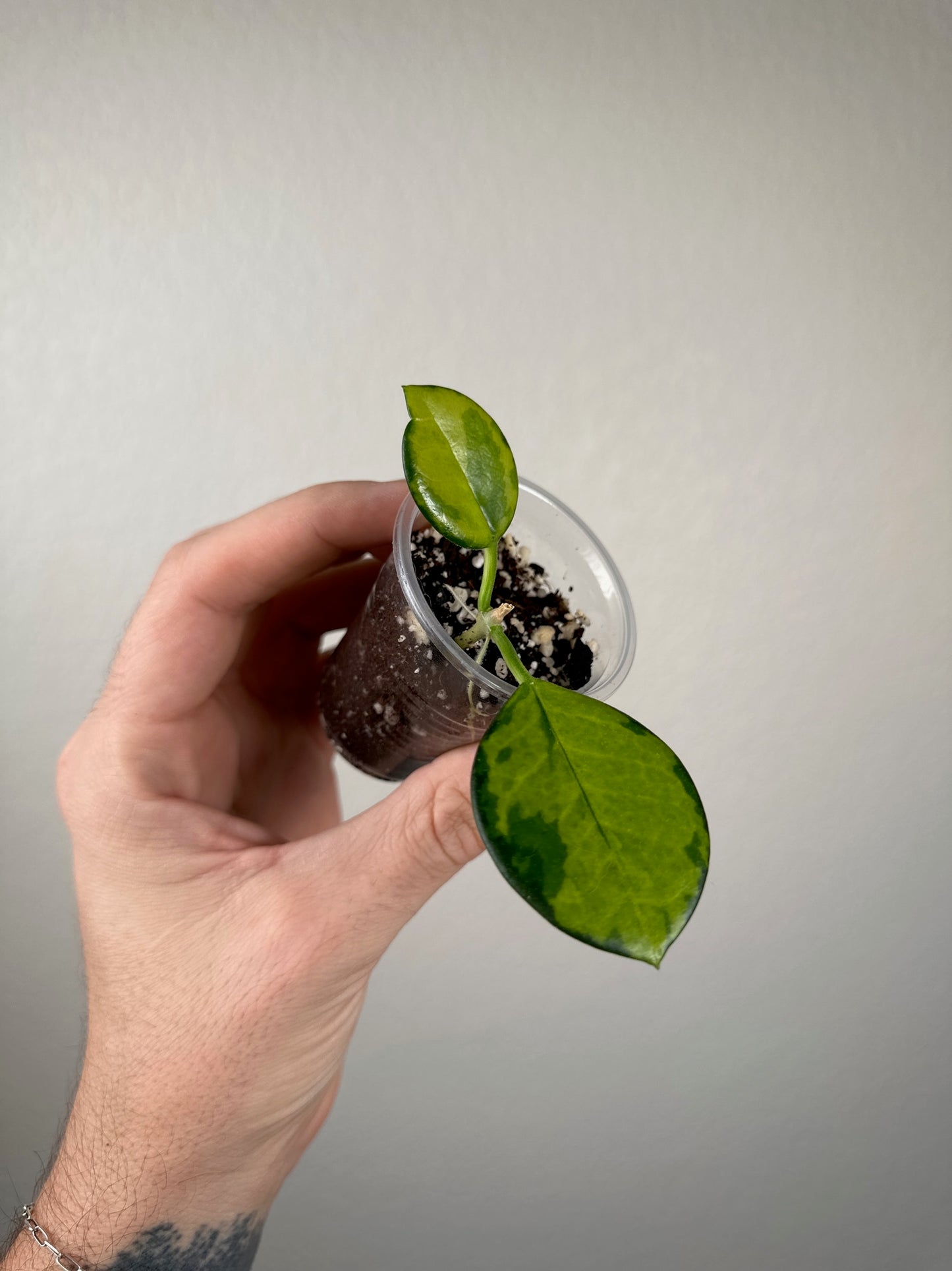 Hoya australis 'Aleksandra' (aka Sunny Side Up)