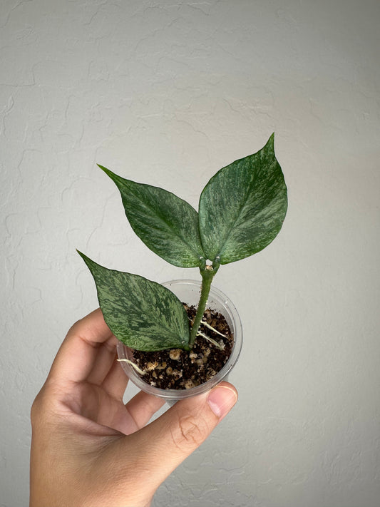 Hoya polyneura (Broget)