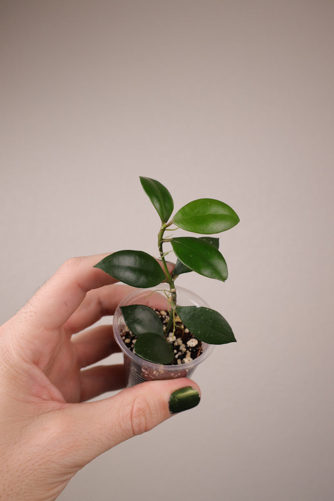 Hoya sipitangensis