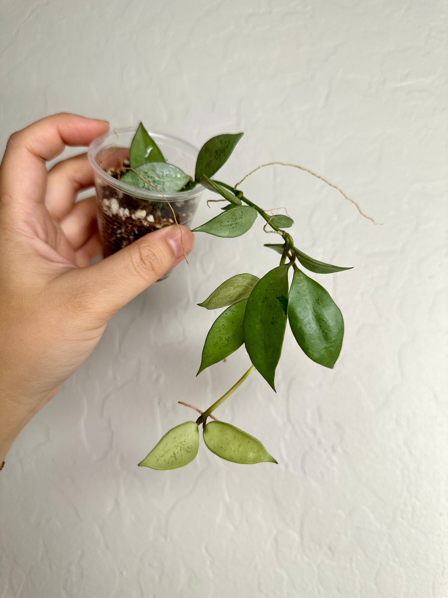 Hoya lacunosa sp. Indonesia (noid, silver) #4