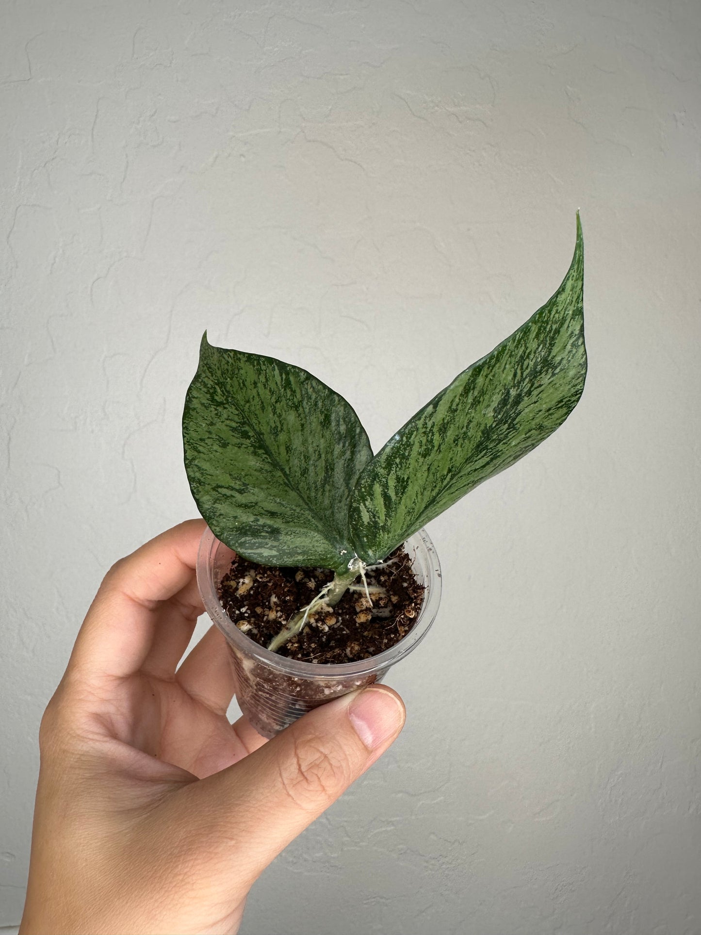 Hoya polyneura (Broget)