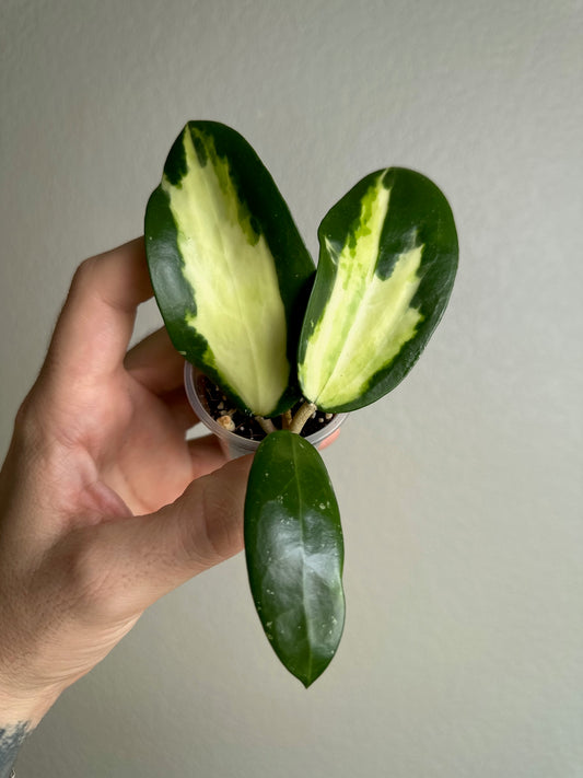 Hoya verticillata (inner-variegated)