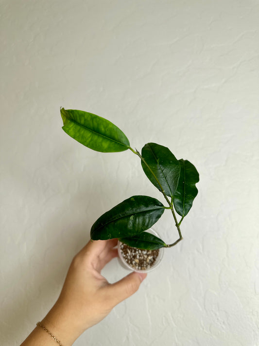 Hoya mappigera (Borneo)