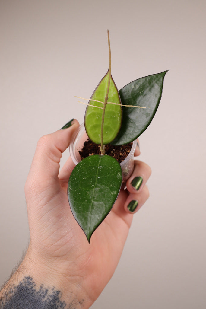 Hoya verticillata (black margin)