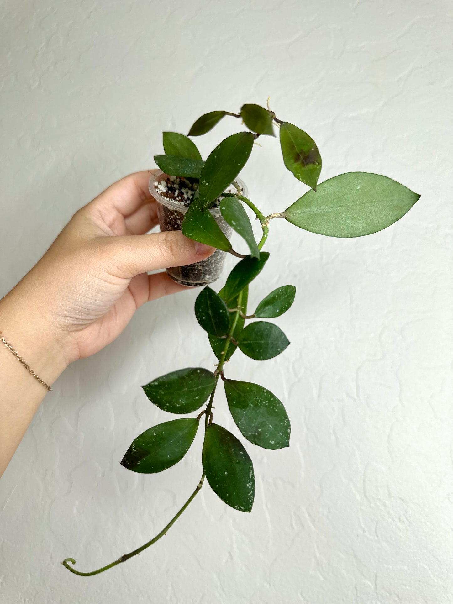 Hoya walliniana