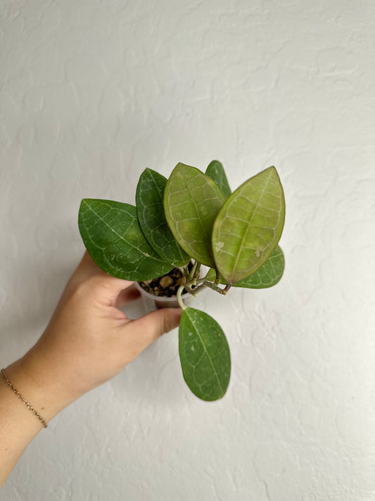 Hoya elliptica (oblong leaves)