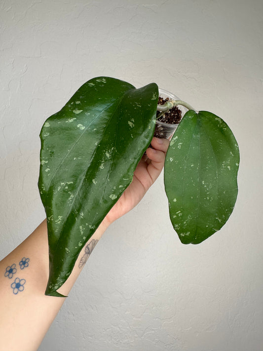 Hoya sp. Vietnam (X-13)