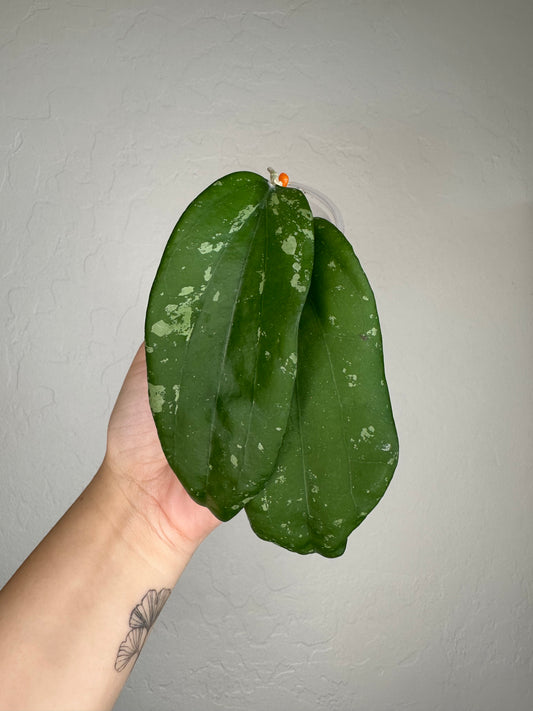 Hoya sp. Vietnam (X-13)