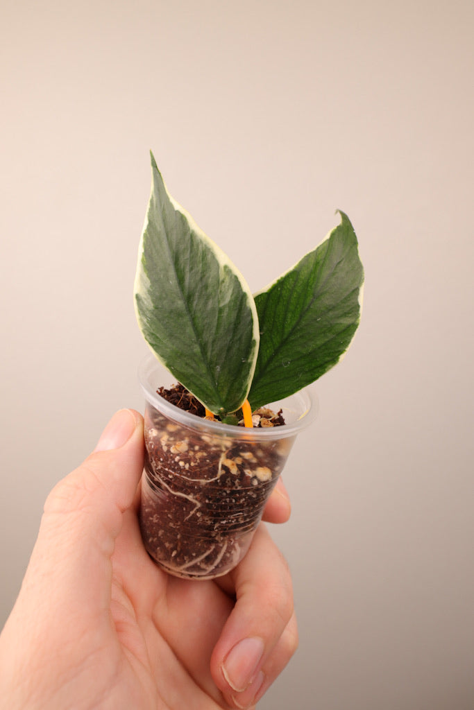 Hoya polyneura (outer variegated)