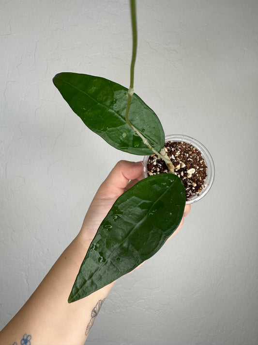 Hoya RHM-041 'Teardrop'