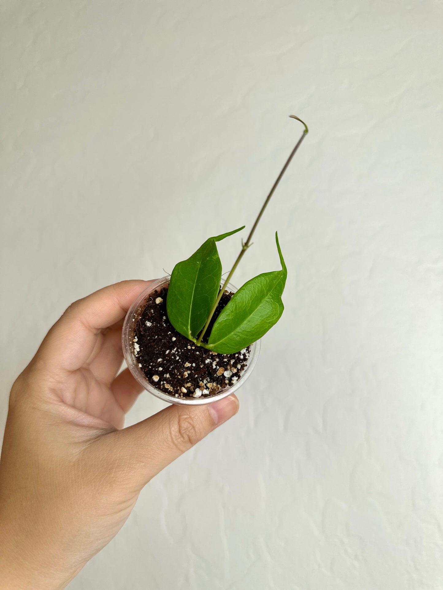 Hoya medusa